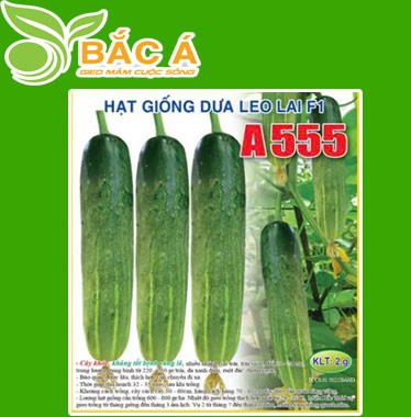 Hạt Giống Dưa leo F1  A555