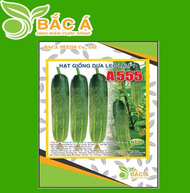 Hạt Giống Dưa lai A 555