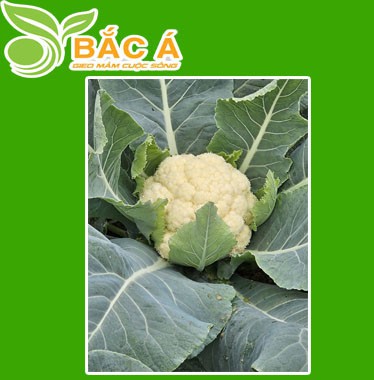 Hạt Giống Súp Lơ