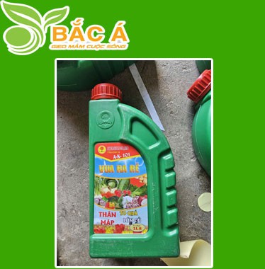 Vua Ra Rễ Thân To Củ Mập